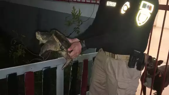 La tortuga caimán fue rescatada para ser entregada a las autoridades La tortuga caimán fue rescatada para ser entregada a las autoridades