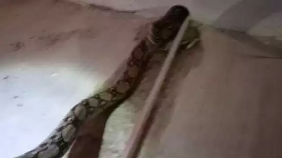 La boa fue sacada de la tubería para ser liberada en la Zona Cero de Progreso