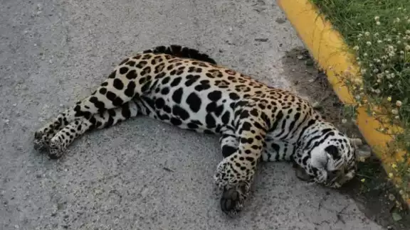 El caso del jaguar atropellado se dio hace un año y medio El caso del jaguar atropellado se dio hace un año y medio