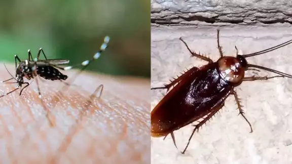 Los moscos se reproducen fácil durante el calor Los moscos se reproducen fácil durante el calor