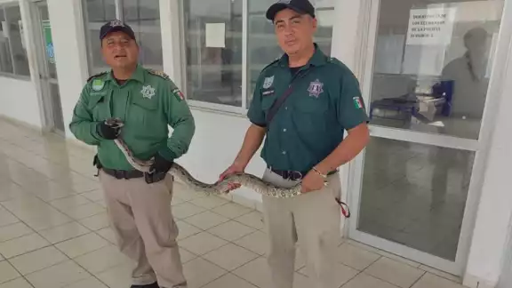 La boa fue asegurada y liberada en la Zona Cero de Progreso La boa fue asegurada y liberada en la Zona Cero de Progreso