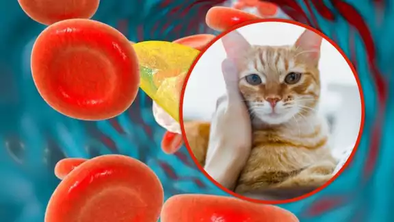 Sólo hay un caso de toxoplasmosis en Yucatán Sólo hay un caso de toxoplasmosis en Yucatán