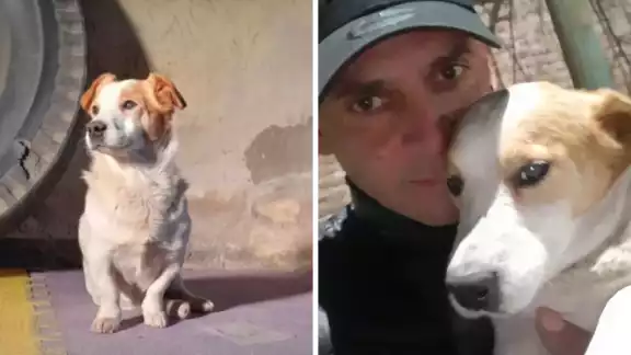 El perrito tenía 11 años al momento de su muerte El perrito tenía 11 años al momento de su muerte