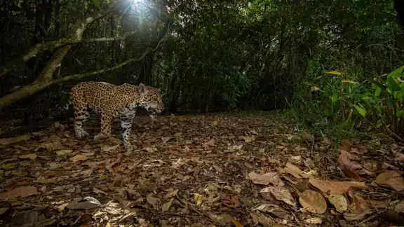 Gran Calakmul es la reserva más grande de México y la segunda tras el Amazonas Gran Calakmul es la reserva más grande de México y la segunda tras el Amazonas