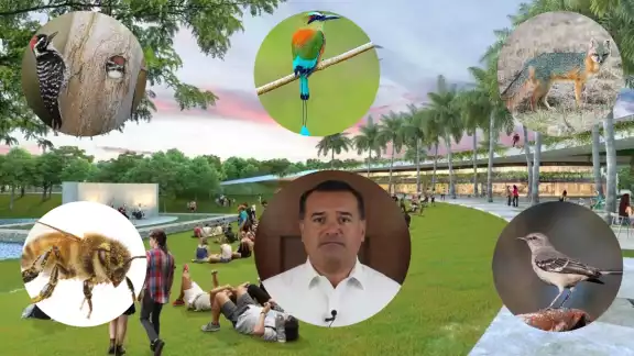 Renán Barrera hasta el momento ha minimizado el impacto ambiental que generará su obra