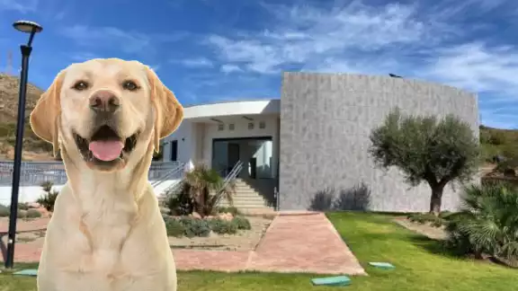 Un lugar para que descansen los peluditos y michis. Foto: Especial Un lugar para que descansen los peluditos y michis. Foto: Especial