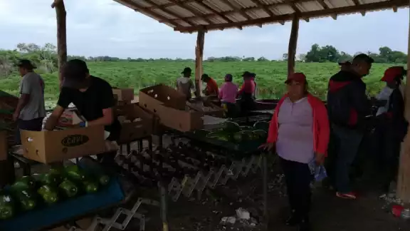 Dedicarse a la producción de papaya en esta región no es redituable, debido a dos factores que están afectando gravemente la actividad Dedicarse a la producción de papaya en esta región no es redituable, debido a dos factores que están afectando gravemente la actividad