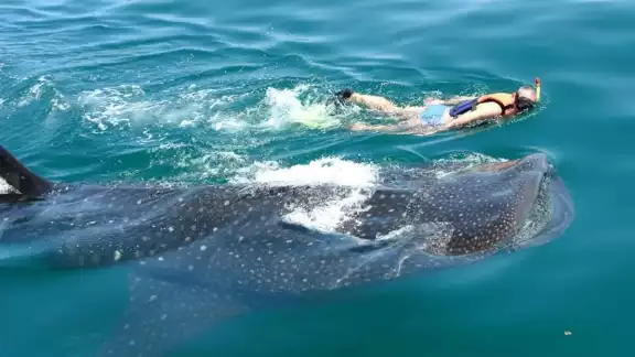 Lo pescadores han tenido la oportunidad de nadar con el tiburón ballena Lo pescadores han tenido la oportunidad de nadar con el tiburón ballena