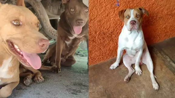 Los habitantes deben estar atentos de los síntomas de los animales, ya que las afectaciones suele pasar desapercibidas Los habitantes deben estar atentos de los síntomas de los animales, ya que las afectaciones suele pasar desapercibidas