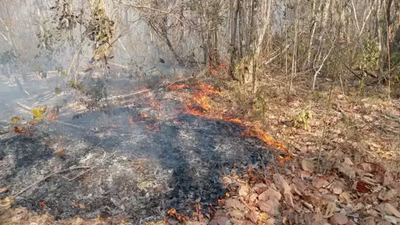 La Secretaría de Medio Ambiente informó que el incendio ya está liquidado La Secretaría de Medio Ambiente informó que el incendio ya está liquidado