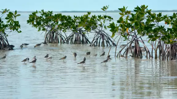La zona cuenta con amplias franjas de humedales donde habita una gran diversidad de fauna, como cocodrilos, iguanas espinosas rayadas y otras especies La zona cuenta con amplias franjas de humedales donde habita una gran diversidad de fauna, como cocodrilos, iguanas espinosas rayadas y otras especies