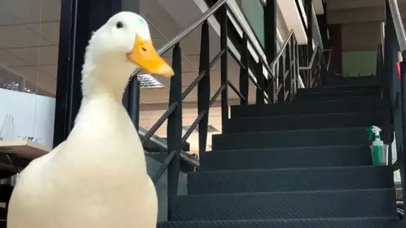 El pato fue capturado para regresarlo a su hábitat El pato fue capturado para regresarlo a su hábitat