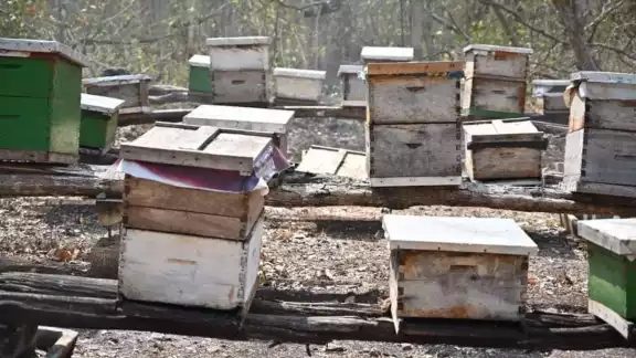 Los apicultores de Escárcega exigen aplicar medidas antes de que se afecten los apiarios locales Los apicultores de Escárcega exigen aplicar medidas antes de que se afecten los apiarios locales