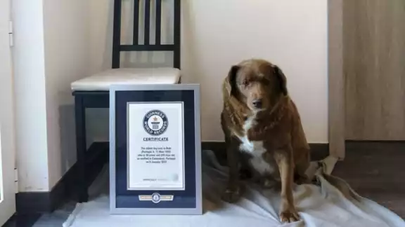 Bobi tenía el récord desde febrero de 2023 Bobi tenía el récord desde febrero de 2023