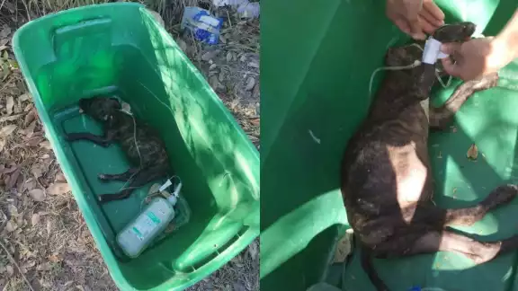 La perrita medicada murió antes de ser rescatada La perrita medicada murió antes de ser rescatada