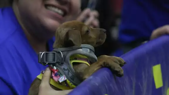 Activistas e integrantes de asociaciones en pro de los animales se hicieron presentes en el recinto legislativo Activistas e integrantes de asociaciones en pro de los animales se hicieron presentes en el recinto legislativo