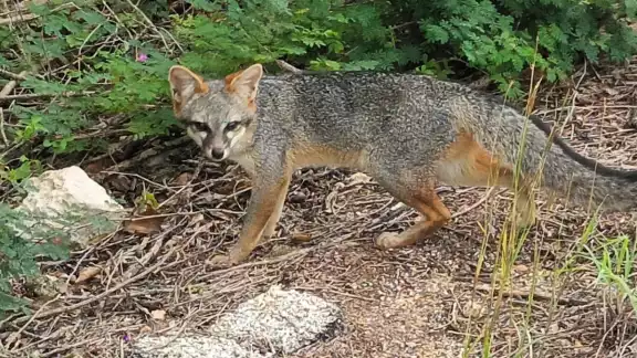 También se les puede ver cerca de las viviendas y atravesando las calles que colindan con la selva maya