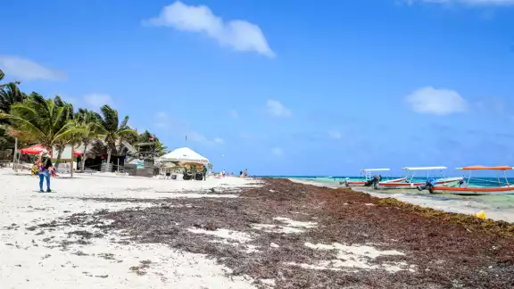 La secretaria de Ecología y Medio Ambiente informó que existen 50 millones de pesos que ejecutará la Marina para enfrentar la temporada.