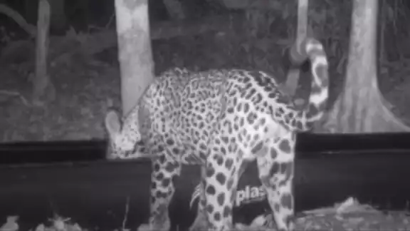 La Panthera Onca, fue visualizada cuando tomaba agua La Panthera Onca, fue visualizada cuando tomaba agua