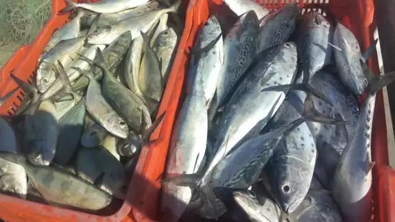 El bonito es el pez más accesible económicamente que se vente en Ciudad del Carmen El bonito es el pez más accesible económicamente que se vente en Ciudad del Carmen
