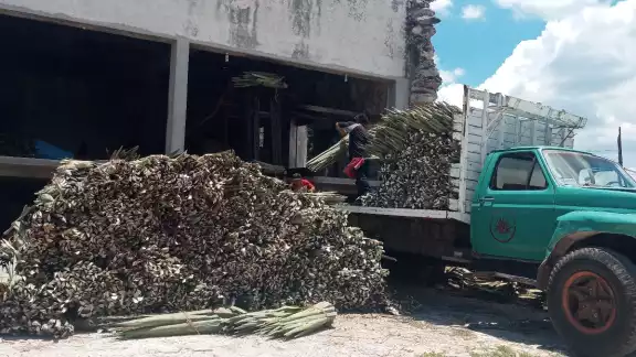 La llegada de las fibras de Brasil y África hicieron que la producción se desplome dejando pérdidas millonarias La llegada de las fibras de Brasil y África hicieron que la producción se desplome dejando pérdidas millonarias