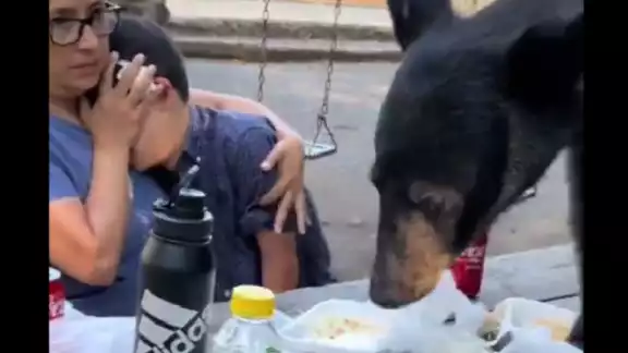 La mamá protegió a su hijo, mientras el oso se comía la comida La mamá protegió a su hijo, mientras el oso se comía la comida