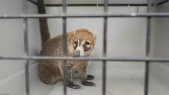 El coatí fue capturado para ser entregado a la Profepa