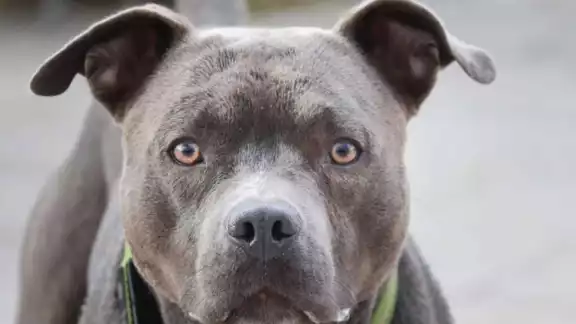 La mujer pasaba con una casa cuando el perro se escapó La mujer pasaba con una casa cuando el perro se escapó