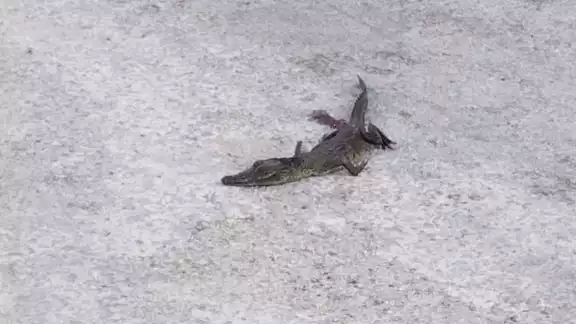 Los oficiales comentaron que probablemente el animal solo resulto lesionado y por ello pudo ingresar a algún predio Los oficiales comentaron que probablemente el animal solo resulto lesionado y por ello pudo ingresar a algún predio