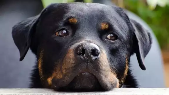 El dueño de Baloo indicó que sólo confiaría la vida de su acompañante al veterinario yucateco El dueño de Baloo indicó que sólo confiaría la vida de su acompañante al veterinario yucateco