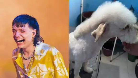 El video del Perro Pluma se ha hecho viral en redes sociales