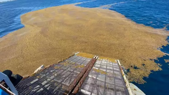 En cuatro años se han recolectado más de 225 mil toneladas de algas