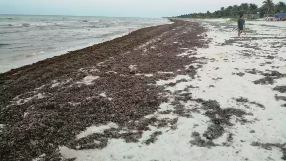 El alga impide también el paso de tortugas marinas, algunas han muerto por enredarse en ellas El alga impide también el paso de tortugas marinas, algunas han muerto por enredarse en ellas
