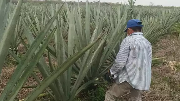 Al no haber compra del producto, se vieron obligados a paralizar el corte de la hoja