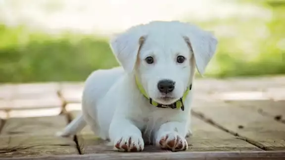Cabe destacar que el objetivo de los lugares pet friendly es que las mascotas se sientan en total comodidad Cabe destacar que el objetivo de los lugares pet friendly es que las mascotas se sientan en total comodidad