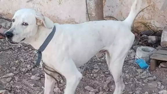 Hoy se conocerá la condena del responsable de degollar al perrito Hoy se conocerá la condena del responsable de degollar al perrito