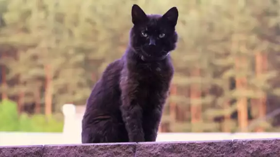 La idea de que si un gato negro se atraviesa en el camino, es sinónimo de mala suerte, surgió en el año 1650