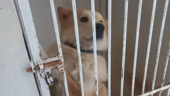 El perro permaneció detenido durante 36 horas El perro permaneció detenido durante 36 horas