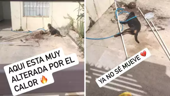 Los vecinos grabaron sin auxiliar al animal, que falleció por las altas temperaturas