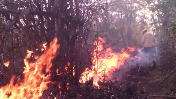 Se han registrado 18 siniestros de maleza, forestales y en áreas verdes Se han registrado 18 siniestros de maleza, forestales y en áreas verdes
