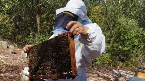 Los efectos en la salud de los panales golpean la calidad de la miel que se produce
