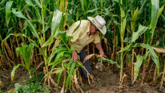 Las empresas de Yucatán quieren comprar el maíz en 3.90 peos