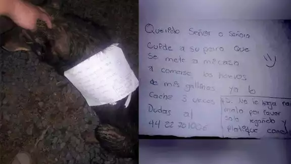 Las víctimas del robo pidieron que no regañen al perro Las víctimas del robo pidieron que no regañen al perro