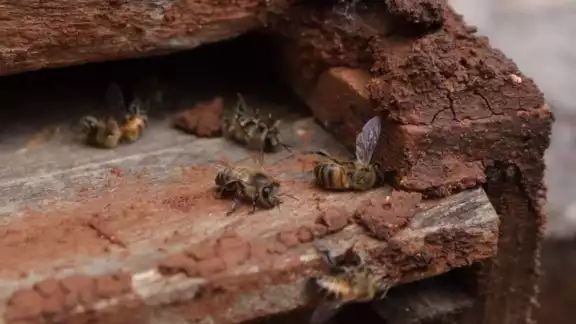 La intoxicación masiva de abejas reportada el 23 de enero, fue causada por el uso de insecticidas en parcelas cercanas a la zona La intoxicación masiva de abejas reportada el 23 de enero, fue causada por el uso de insecticidas en parcelas cercanas a la zona