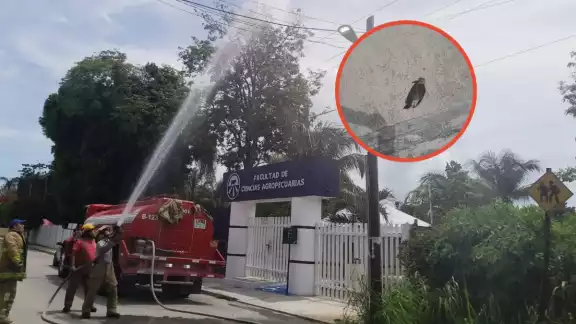 El pájaro carpintero pico los cables para intentar hacer su nido