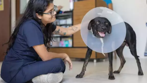 Los veterinarios atienden a los animales domésticos, de experimentación, exóticos, salvajes y ganaderos Los veterinarios atienden a los animales domésticos, de experimentación, exóticos, salvajes y ganaderos