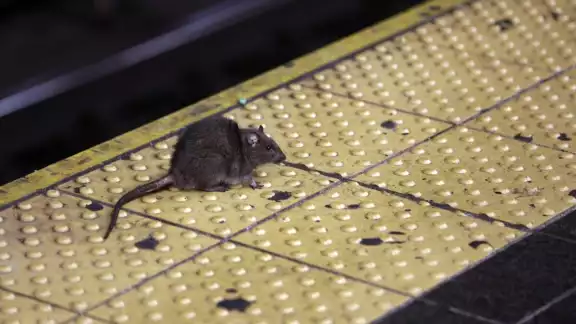Desde agosto, la ciudad de Nueva York comenzó a exigir que los restaurantes, tiendas de conveniencia y bares usaran un bote de basura resistente para combatir la plaga de ratas Desde agosto, la ciudad de Nueva York comenzó a exigir que los restaurantes, tiendas de conveniencia y bares usaran un bote de basura resistente para combatir la plaga de ratas