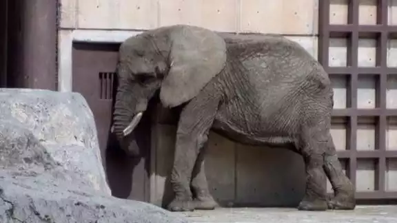 Pretenden apoyar a la elefanta Ely para enviarla a un santuario