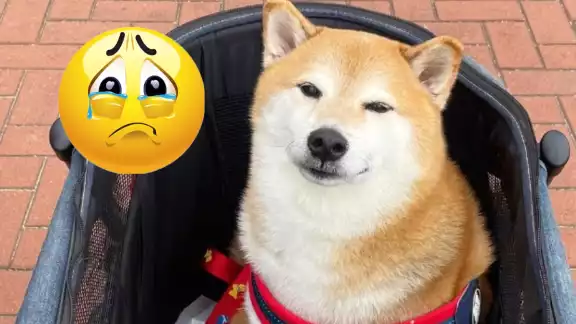 Cheems es la mascota con más memes, los cuales describe varias situaciones de la vida diaria Cheems es la mascota con más memes, los cuales describe varias situaciones de la vida diaria