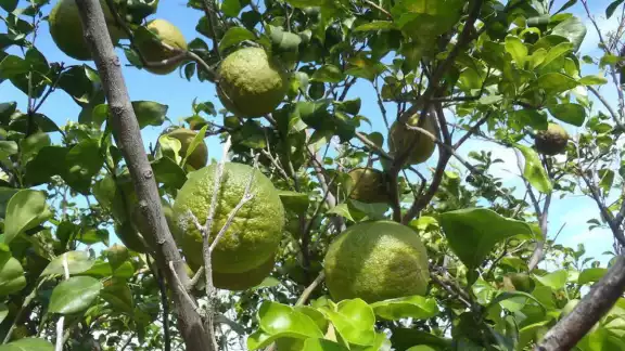 La naranja agría aumentó siete pesos por unidad